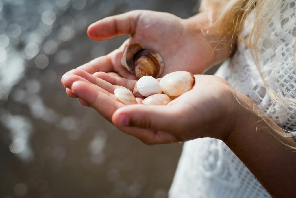 shells from sea in hands