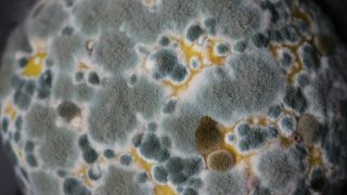 Come produrre la Penicillina dal pane partendo da zero