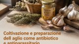 Coltivazione e preparazione dell’aglio come antibiotico e antiparassitario