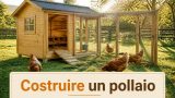 Costruire un pollaio per la produzione di uova e carne