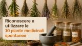 Riconoscere e utilizzare le 10 piante medicinali spontanee più comuni